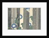 Asagao by Anonymous