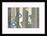 Asagao by Anonymous