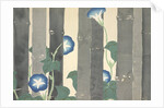 Asagao by Anonymous