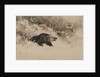 The Bear Hunt by Anonymous