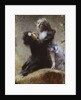 Ivy, 1878 by Anonymous