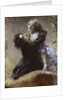Ivy, 1878 by Anonymous