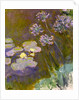 Water Lilies and Agapanthus, 1914-1917 by Anonymous