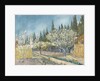 Orchard bordered by cypresses, 1888 by Anonymous