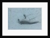 Hand Study by Anonymous