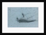 Hand Study by Anonymous