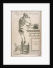 Illustration from De humani corporis fabrica by Andreas Vesalius, ca 1543 by Anonymous