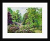 Kew Gardens, Rhododendron Dell, 1892 by Anonymous