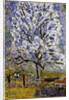 Lamandier en fleurs (The Almond Tree in Blossom), 1947 by Pierre Bonnard