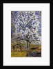 Lamandier en fleurs (The Almond Tree in Blossom), 1947 by Pierre Bonnard