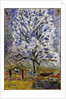Lamandier en fleurs (The Almond Tree in Blossom), 1947 by Pierre Bonnard