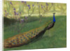 Peacock, after 1900 by Anonymous