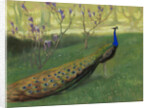 Peacock, after 1900 by Anonymous