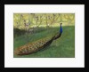 Peacock, after 1900 by Anonymous