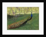 Peacock, after 1900 by Anonymous