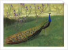 Peacock, after 1900 by Anonymous