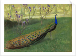 Peacock, after 1900 by Anonymous
