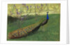 Peacock, after 1900 by Anonymous