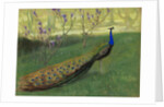 Peacock, after 1900 by Anonymous