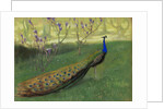 Peacock, after 1900 by Anonymous