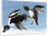 Common Goldeneye, 1845 by John J. Audubon