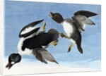 Common Goldeneye, 1845 by John J. Audubon