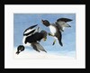 Common Goldeneye, 1845 by John J. Audubon