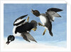 Common Goldeneye, 1845 by John J. Audubon
