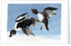 Common Goldeneye, 1845 by John J. Audubon