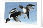 Common Goldeneye, 1845 by John J. Audubon