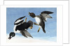 Common Goldeneye, 1845 by John J. Audubon