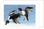 Common Goldeneye, 1845 by John J. Audubon
