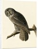 Great Cinereous Owl, Strix Nebulosa, 1845 by John J. Audubon