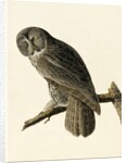 Great Cinereous Owl, Strix Nebulosa, 1845 by John J. Audubon