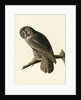 Great Cinereous Owl, Strix Nebulosa, 1845 by John J. Audubon