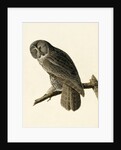 Great Cinereous Owl, Strix Nebulosa, 1845 by John J. Audubon