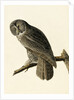 Great Cinereous Owl, Strix Nebulosa, 1845 by John J. Audubon