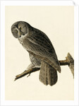 Great Cinereous Owl, Strix Nebulosa, 1845 by John J. Audubon