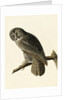 Great Cinereous Owl, Strix Nebulosa, 1845 by John J. Audubon