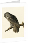 Great Cinereous Owl, Strix Nebulosa, 1845 by John J. Audubon