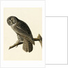 Great Cinereous Owl, Strix Nebulosa, 1845 by John J. Audubon