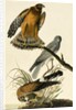 Hen Harrier, Circus Cyaneus, 1845 by John J. Audubon