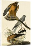 Hen Harrier, Circus Cyaneus, 1845 by John J. Audubon