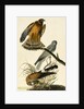 Hen Harrier, Circus Cyaneus, 1845 by John J. Audubon