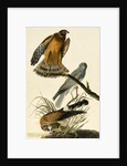 Hen Harrier, Circus Cyaneus, 1845 by John J. Audubon