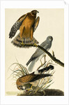 Hen Harrier, Circus Cyaneus, 1845 by John J. Audubon