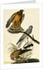 Hen Harrier, Circus Cyaneus, 1845 by John J. Audubon