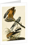 Hen Harrier, Circus Cyaneus, 1845 by John J. Audubon