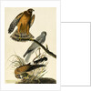 Hen Harrier, Circus Cyaneus, 1845 by John J. Audubon