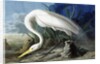 Great Egret, Casmerodius Albus, 1845 by John J. Audubon